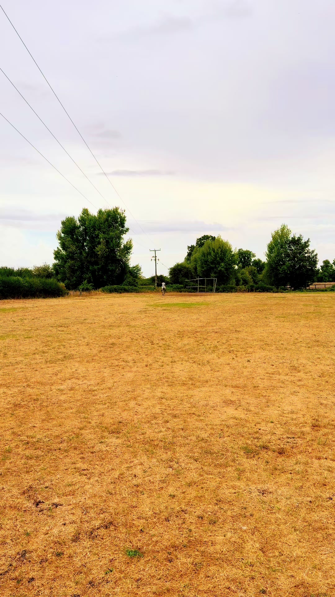 @Slough horses