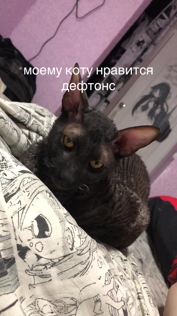 @бубля дурп