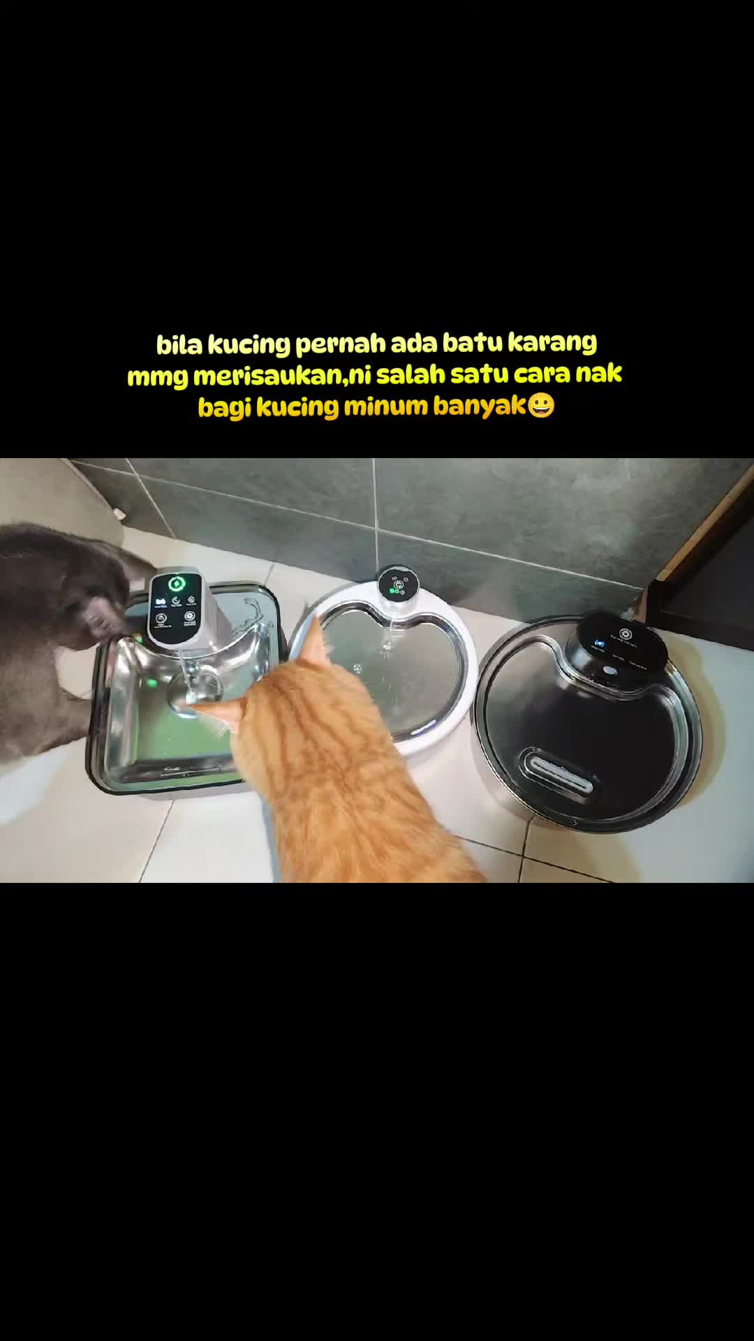 @Omma Kucing 🇲🇾🍉
