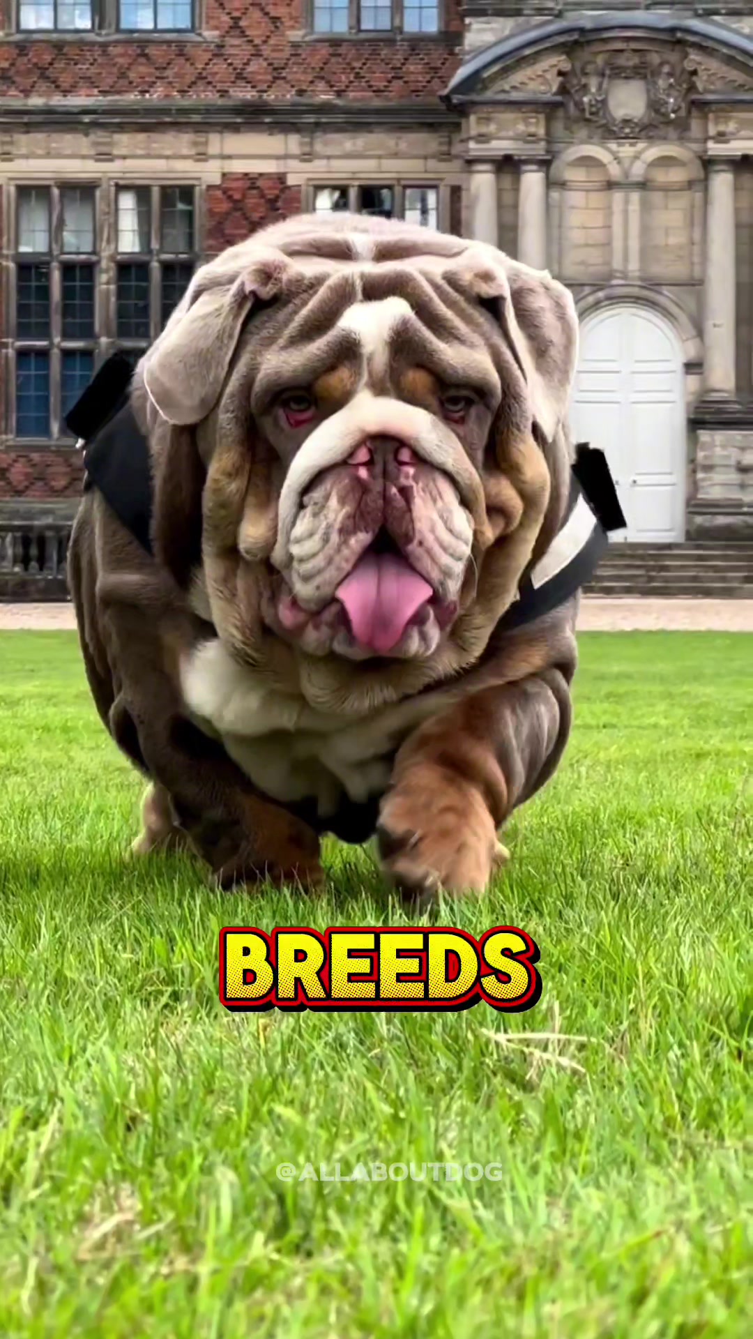 @Dog Breed World