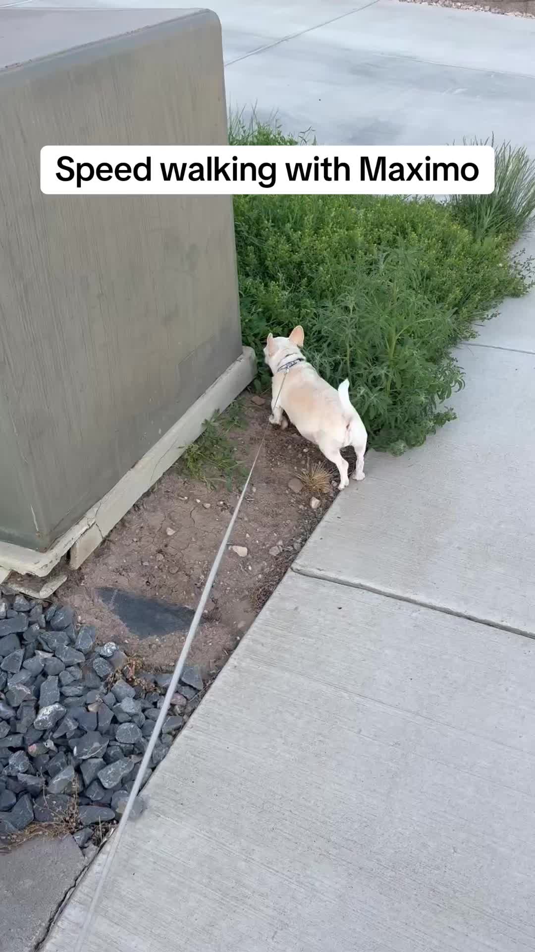 @Maximo Cornelius the Beefy Chi