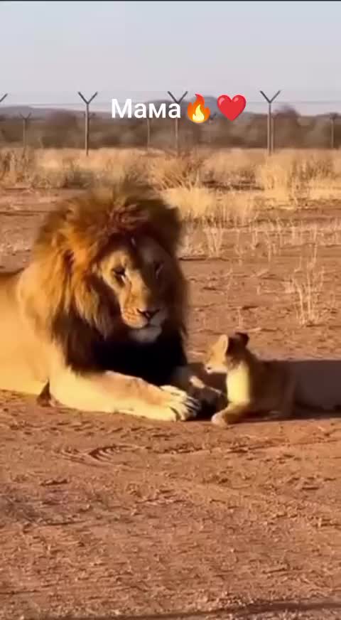 @Асель Ромашка