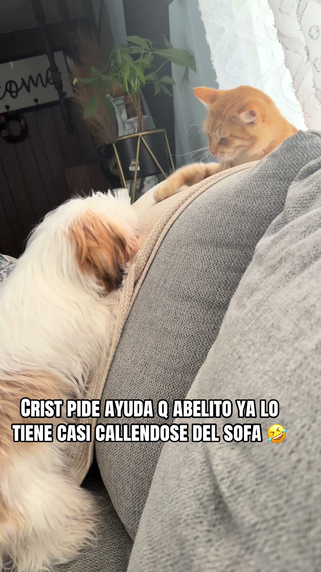@Crisp&iacute;n_y_mia_shihtzu_puppies.