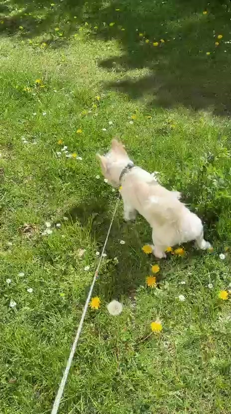 @Bea✌️mit Gang 🐕🐈🐈🐈&zwj;⬛