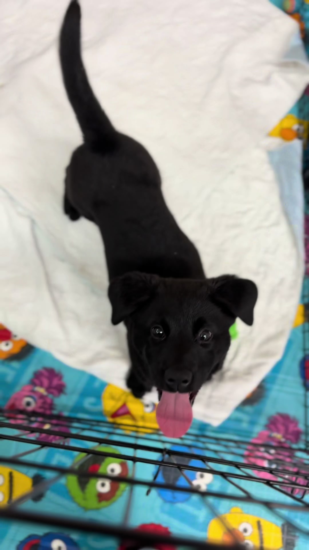 @Anchorage Animal Care Control