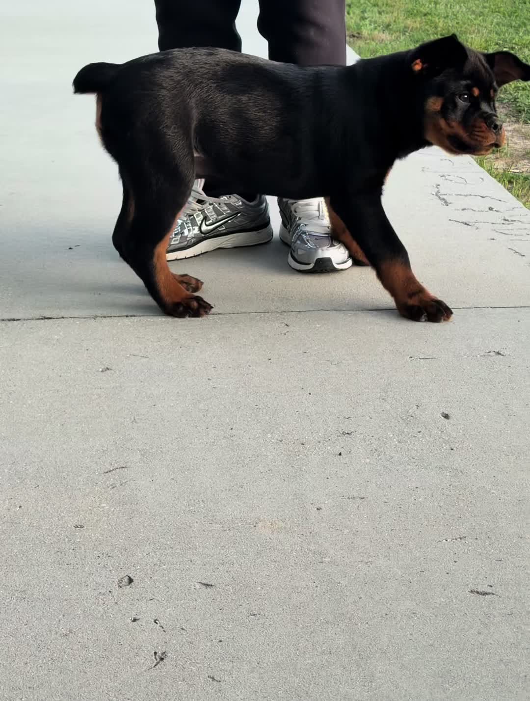 @King Vasko Rottweilers