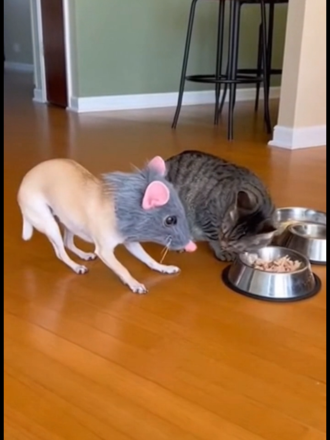 @Purrfect Moments