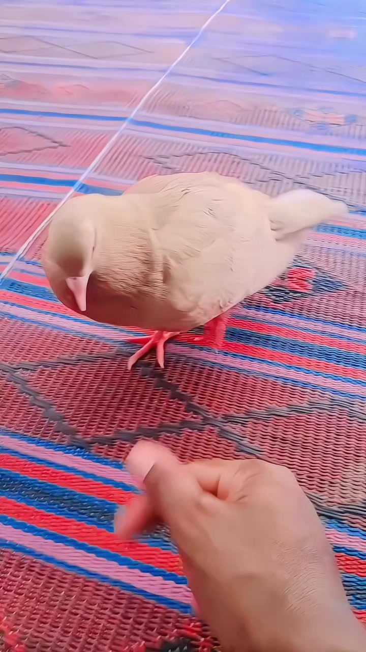@♪ 𝒁𝑨𝑯𝑰𝑫_302 🦅