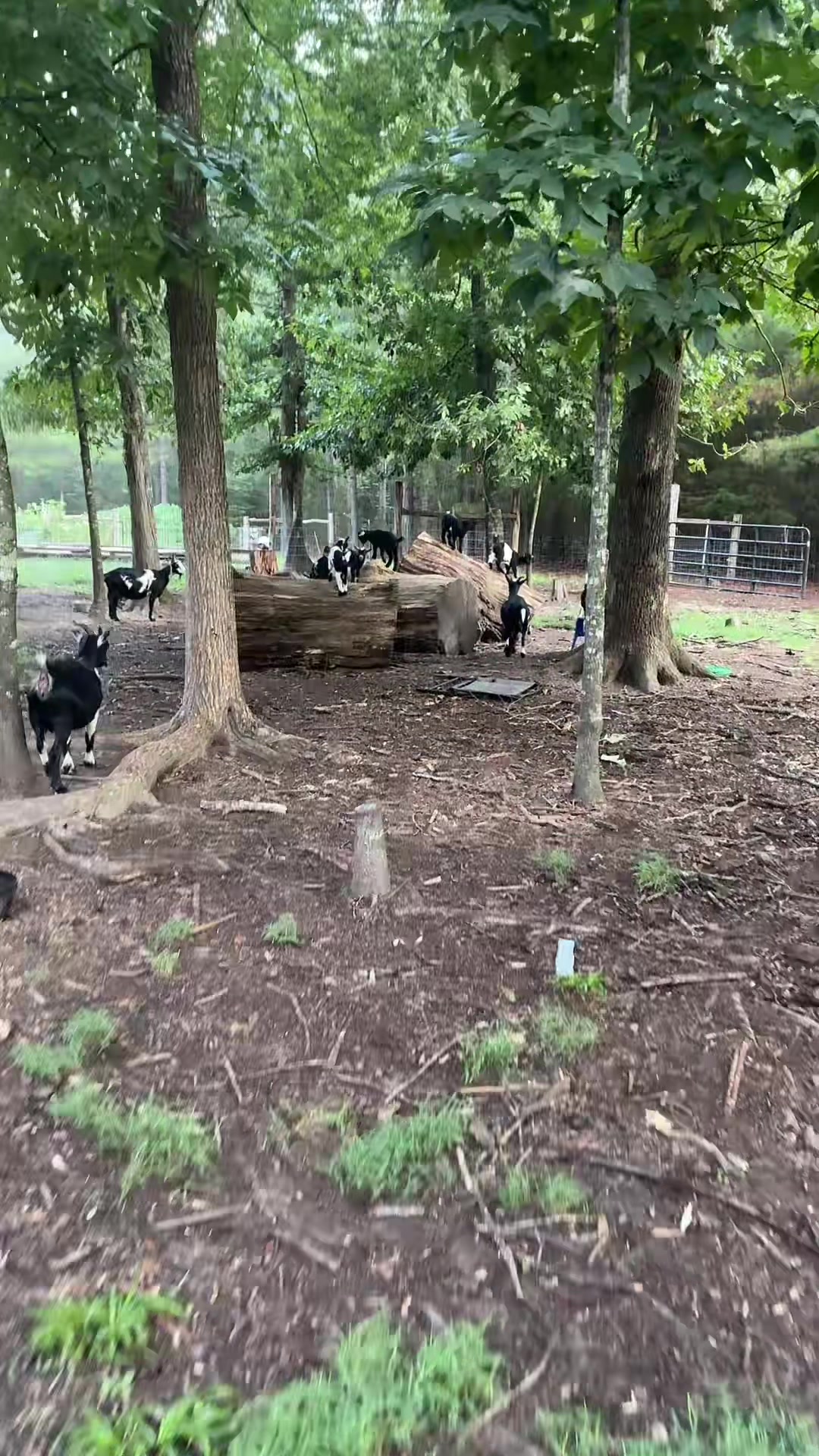 @Gray Acres Homestead