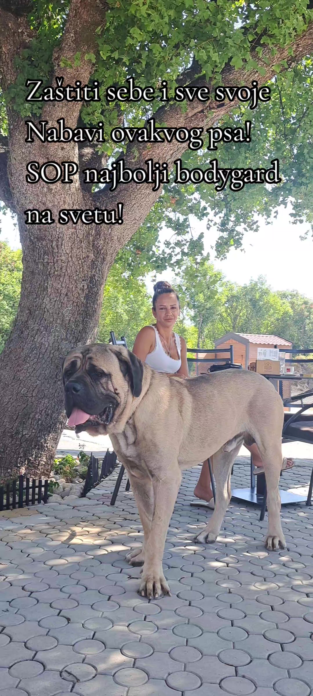 @Plemićki pas Srpski mastif