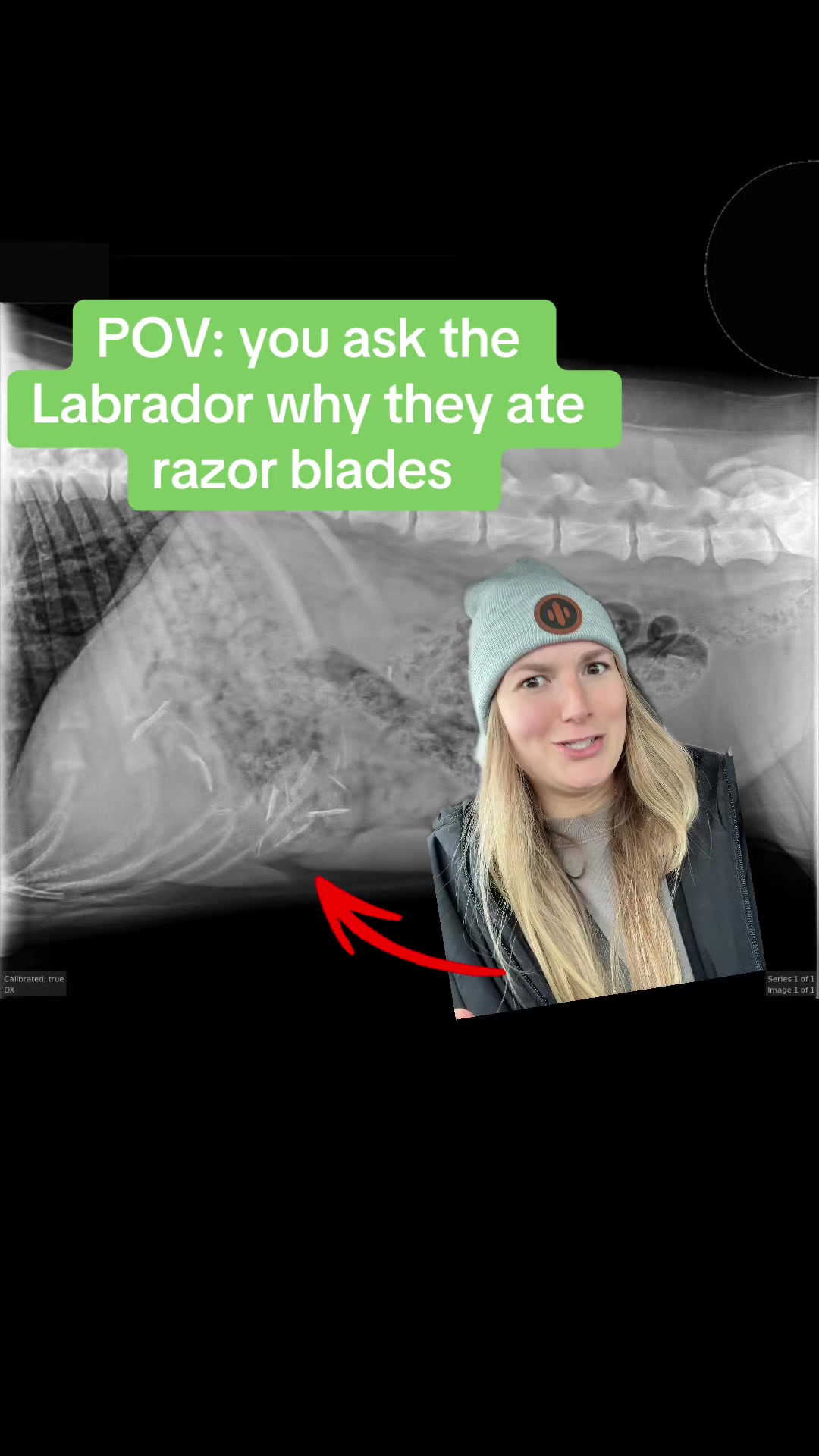 @dr.barbie.dvm