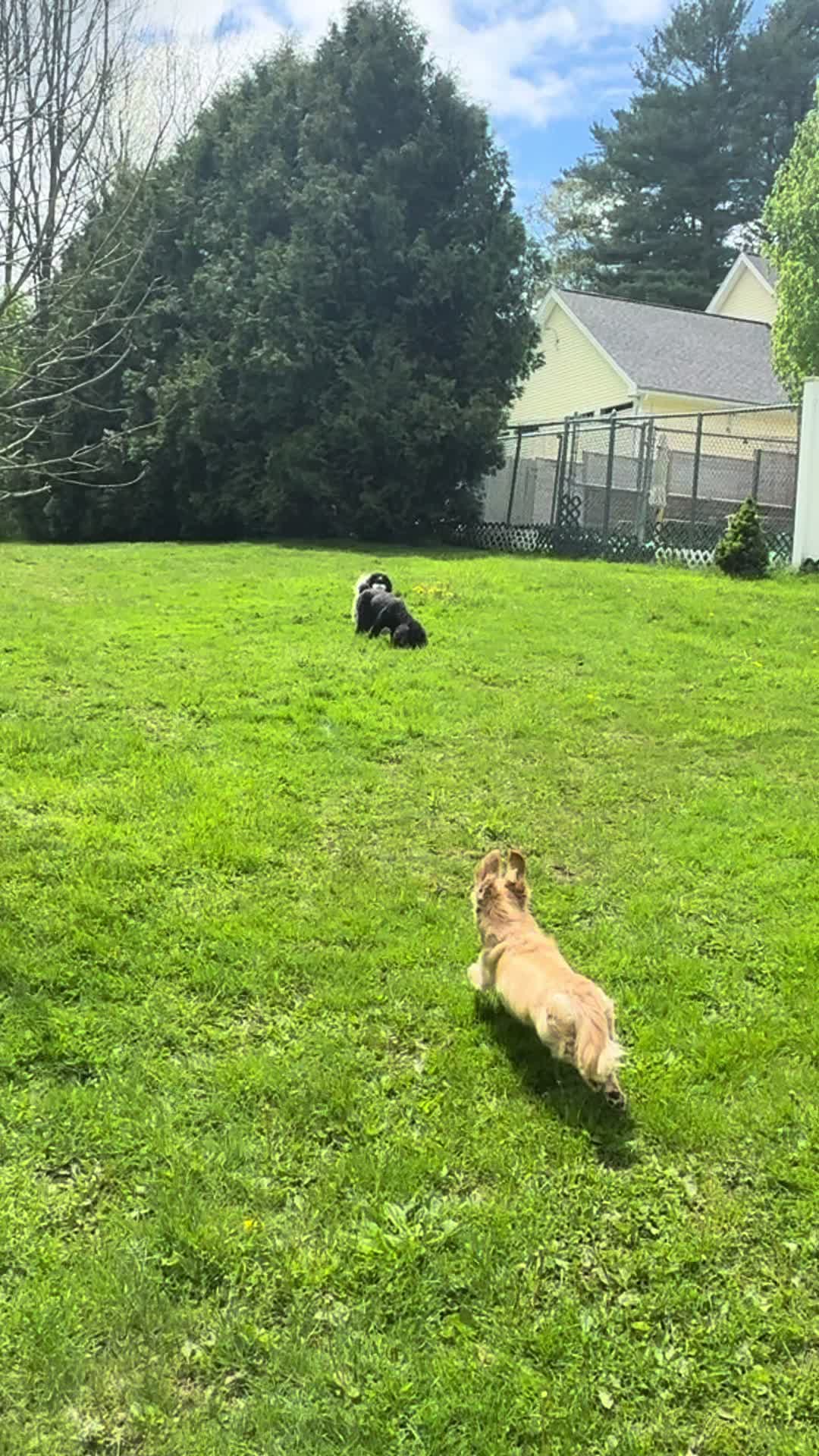 @Browndoginn