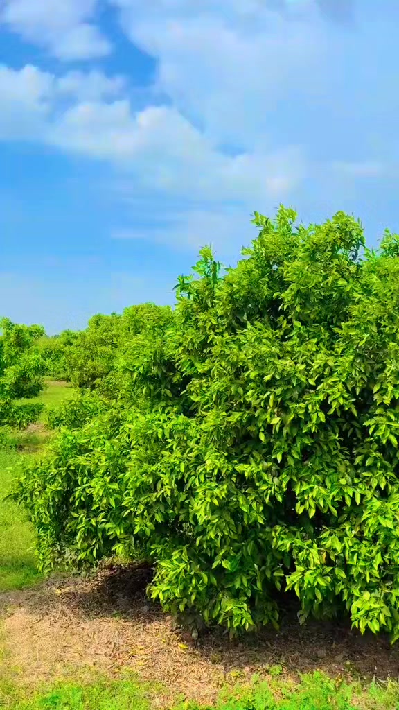 @ملک عظیم  اعوان