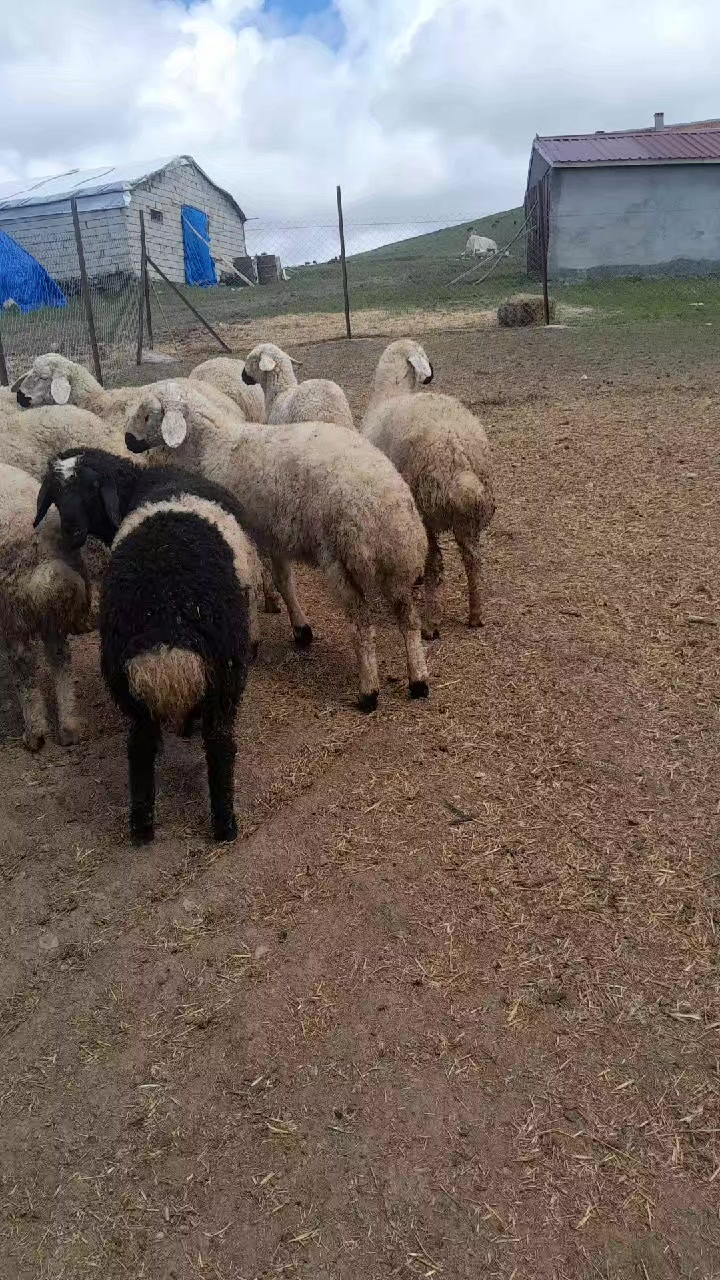 @sivaslı