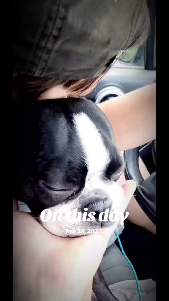 @Ruby the Boston Terrier-G7