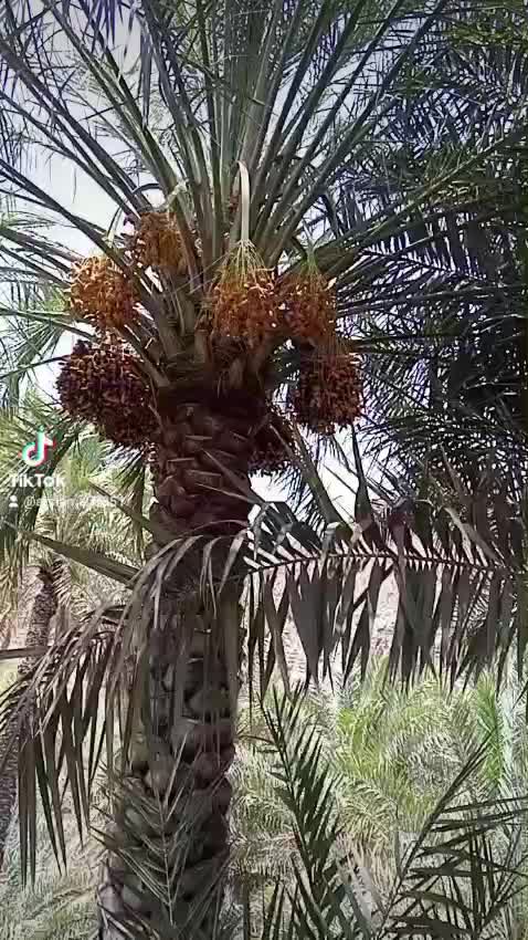 @omar farooq 9915