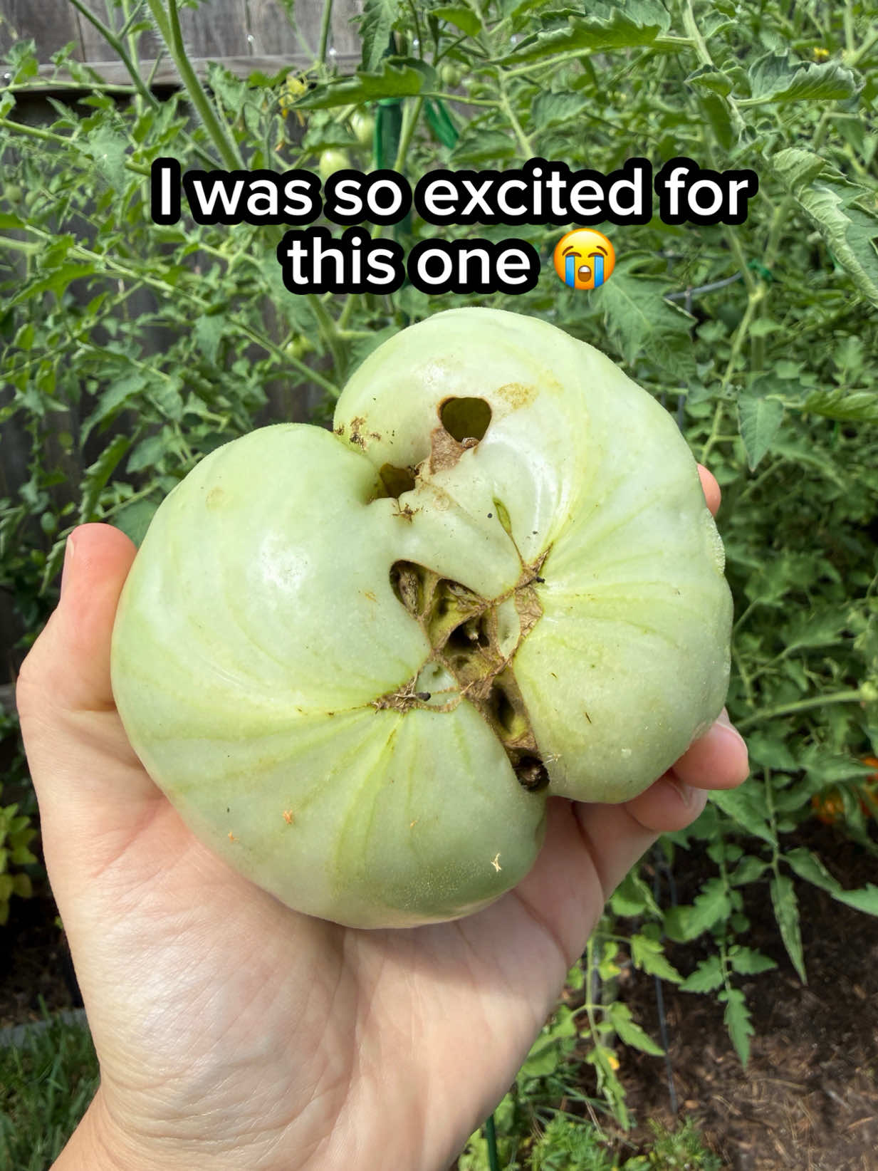 @Sara&rsquo;s Bites 🌱