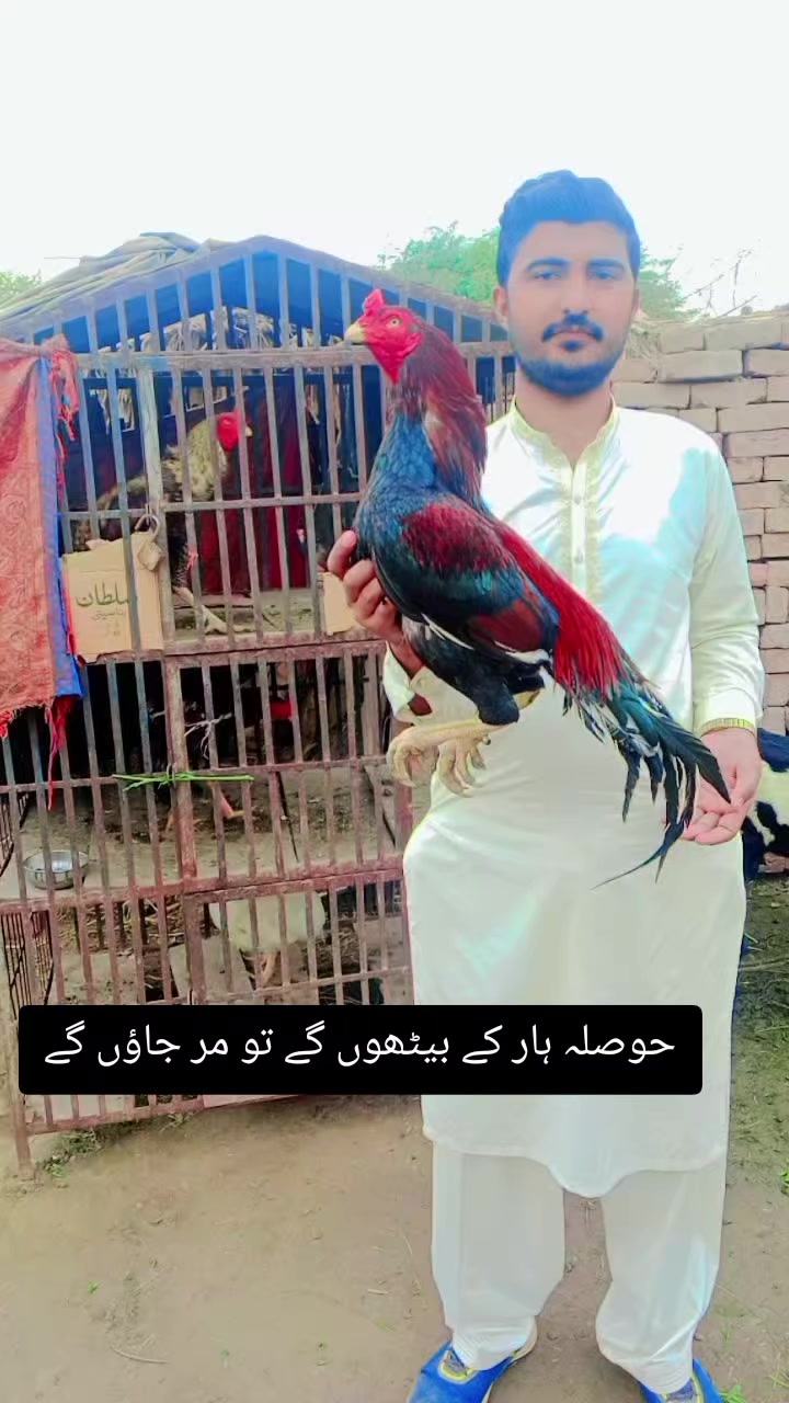 @kashifaseel2