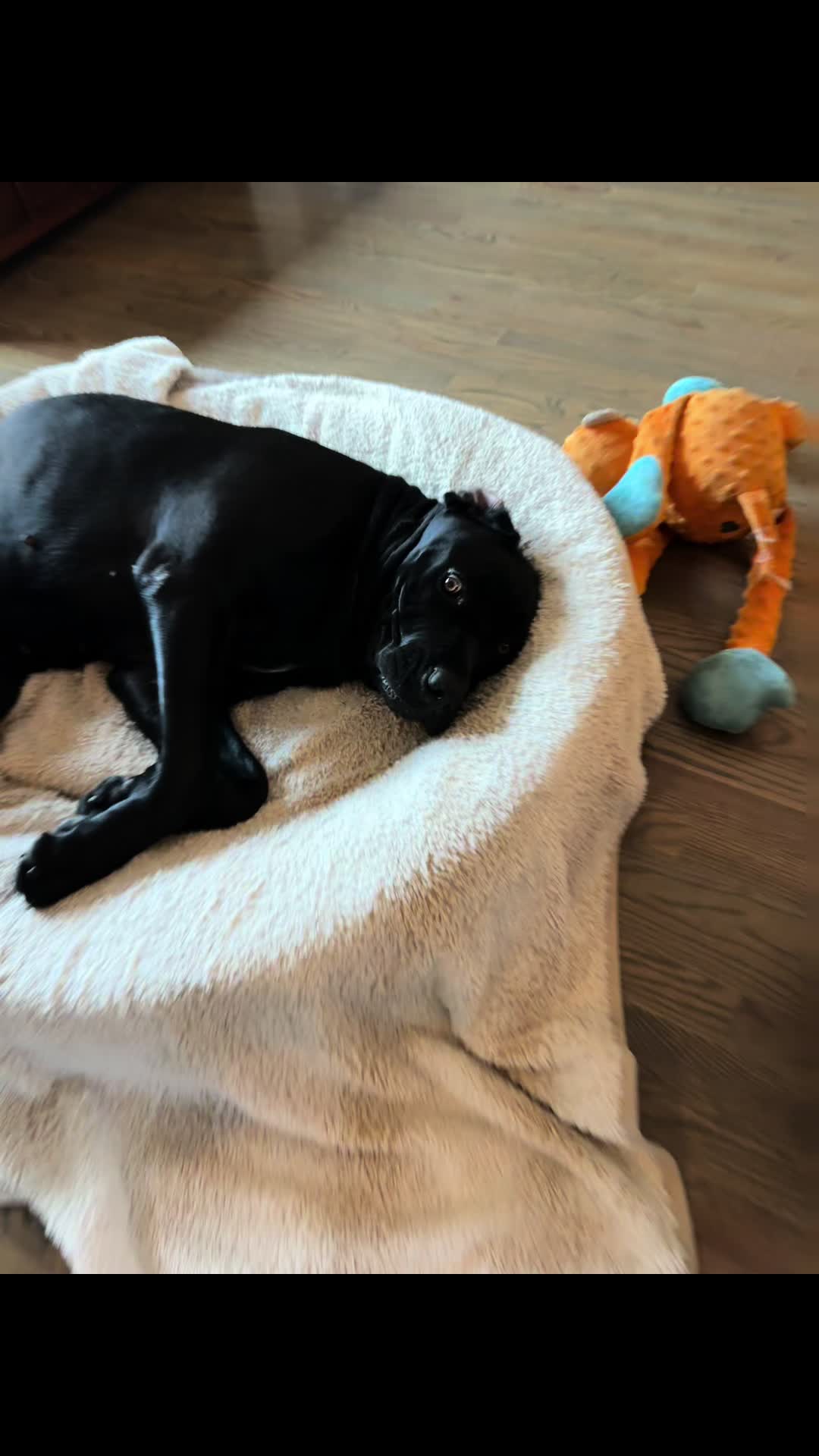 @Son of Atkin’s Cane Corso