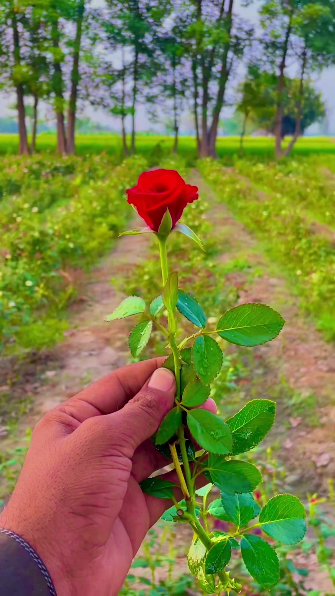 @😎اویس راجپوت🕊️❤️🔥