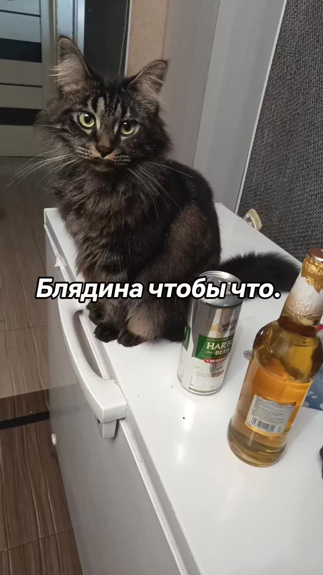 @amusleninblyadina
