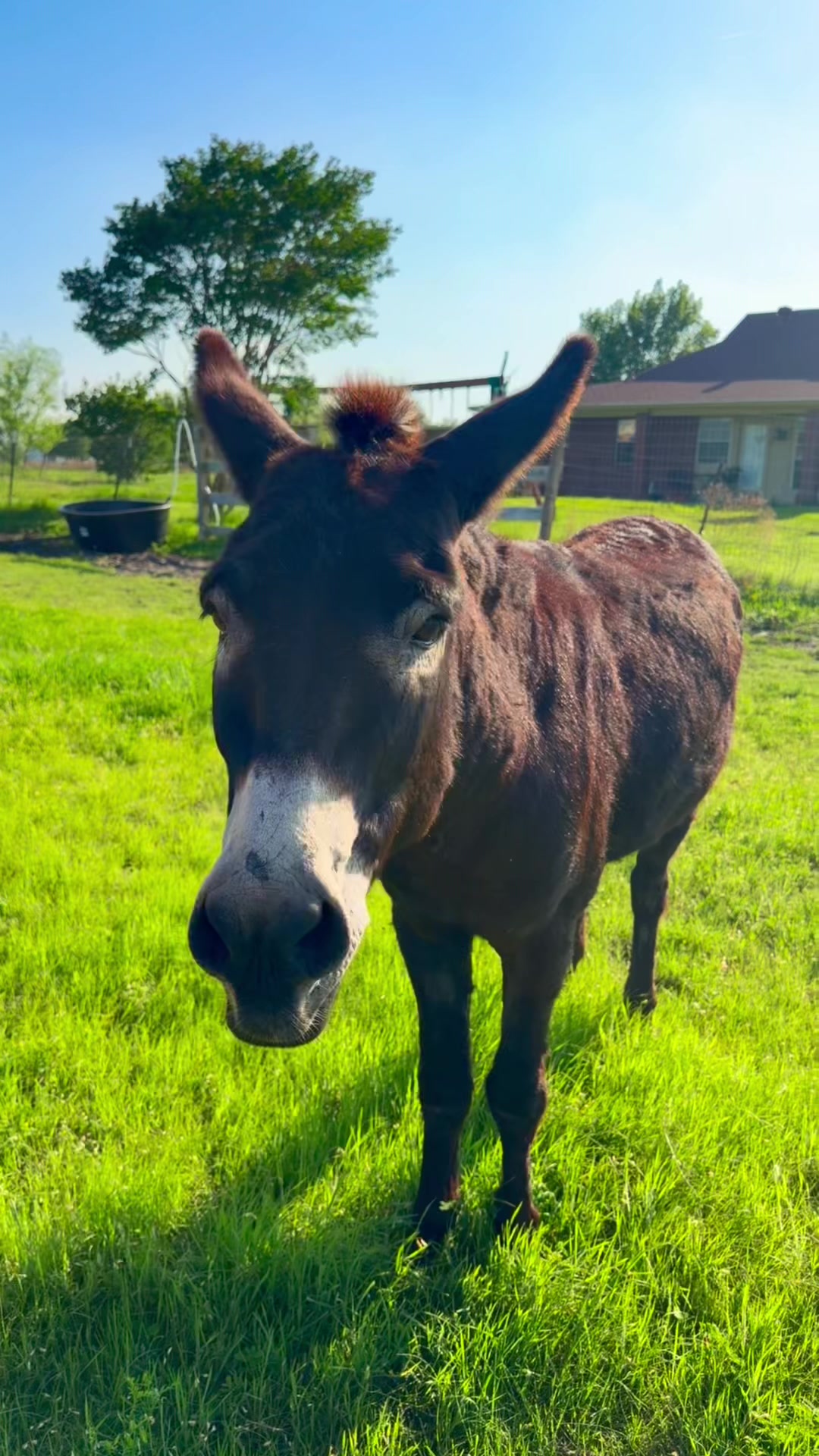 @DonkeyandHoundMama
