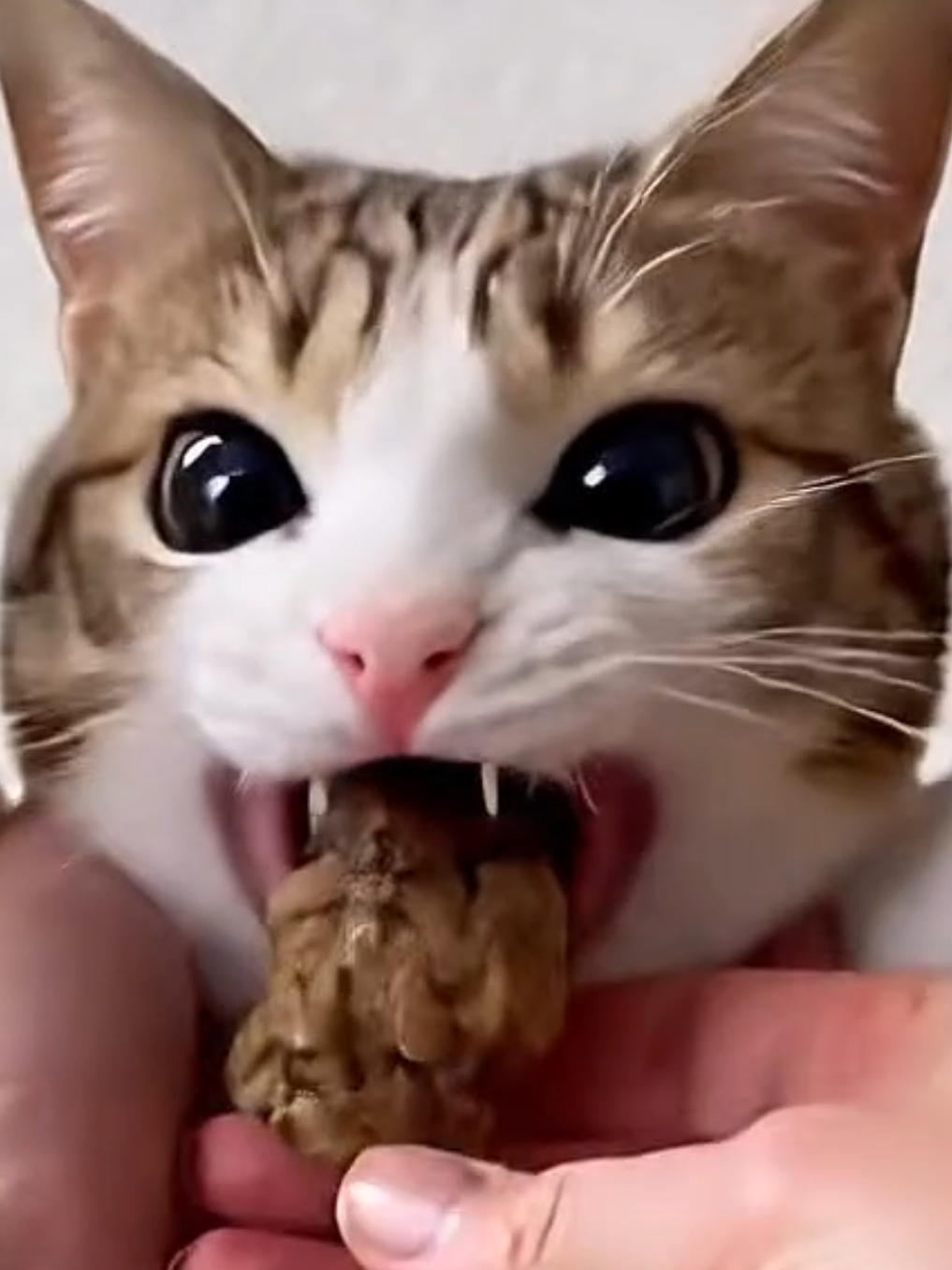 @TheRealMeowl