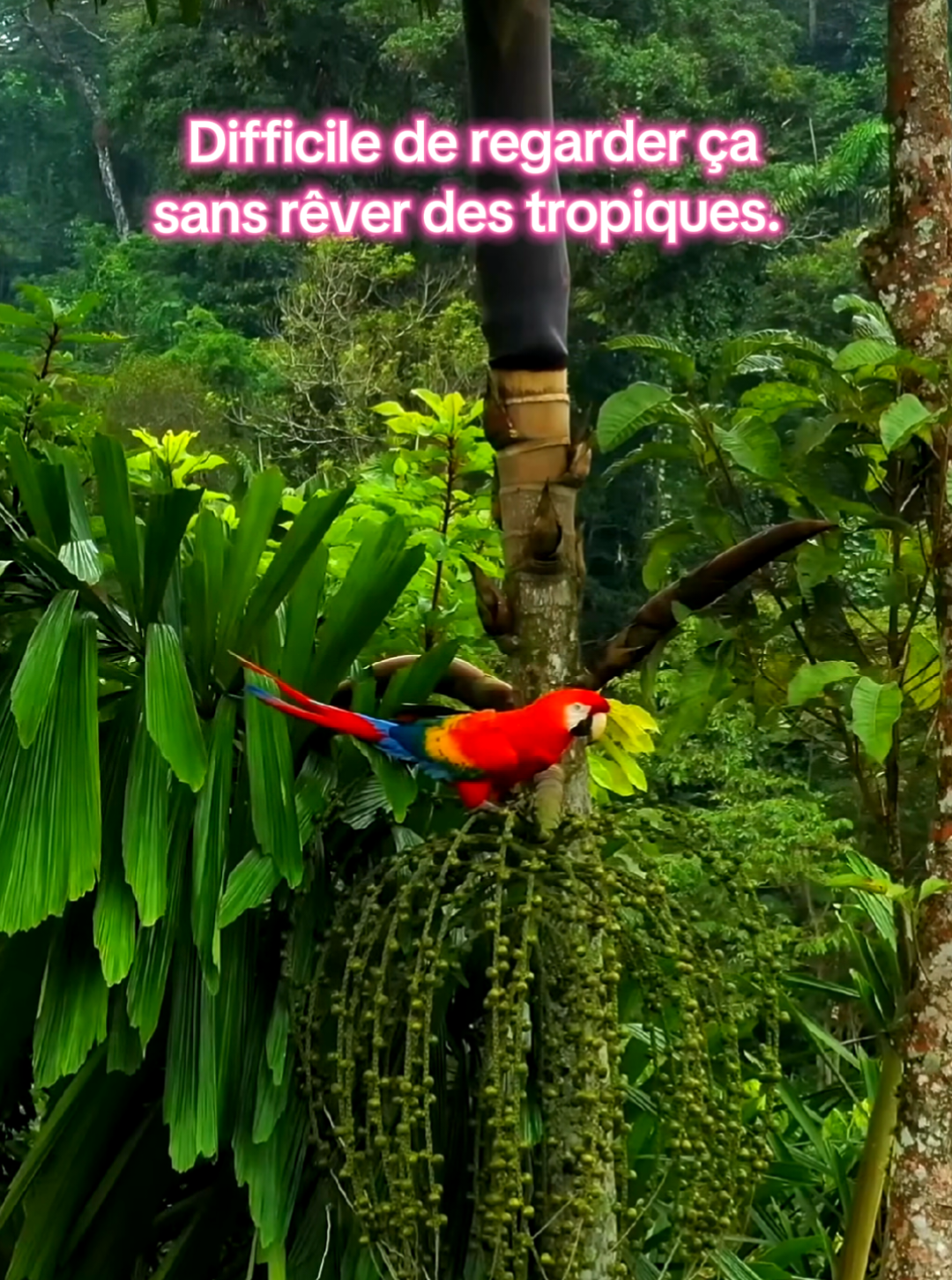 @🏝 Aline 🌺 Peinture tropicale