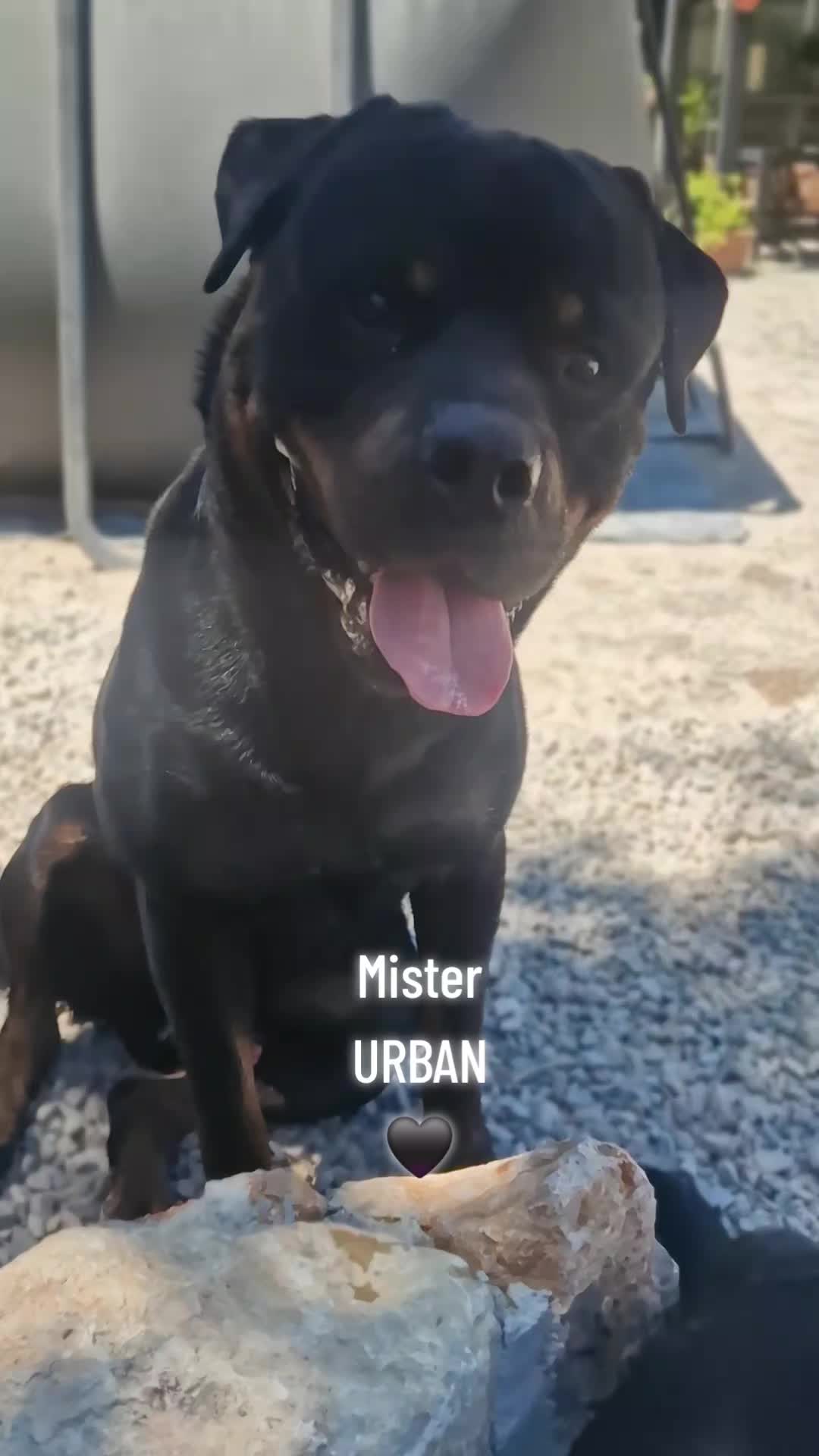 @Laetitia FACHETTi Rottweiler