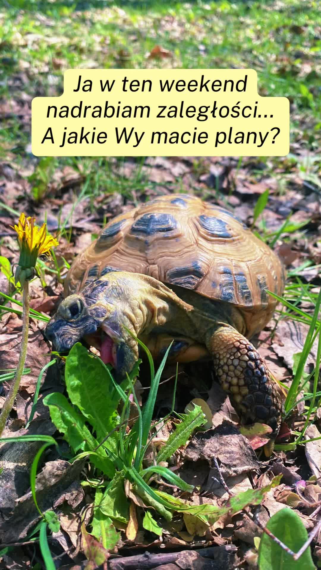 @Ż&oacute;łw Stefan Pierwszy