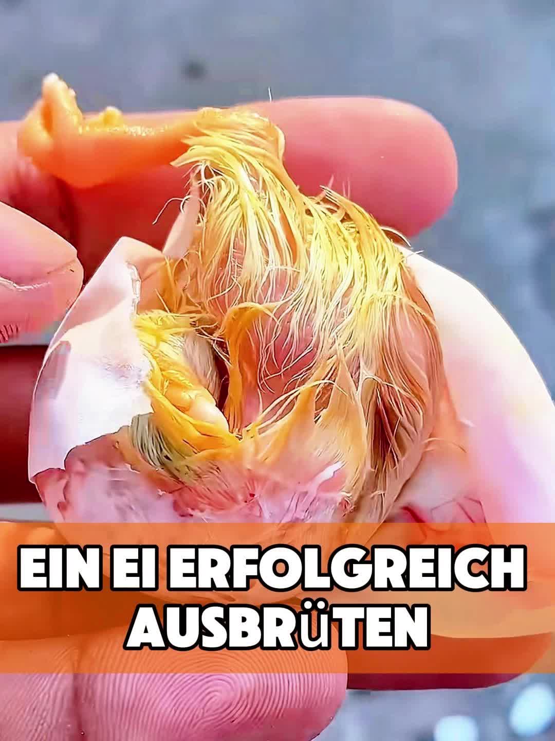 @toto_tier