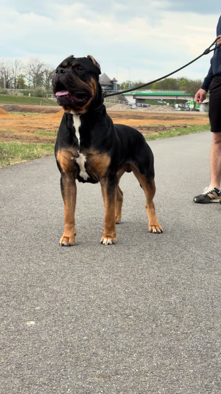 @TopQualityBullyKennel