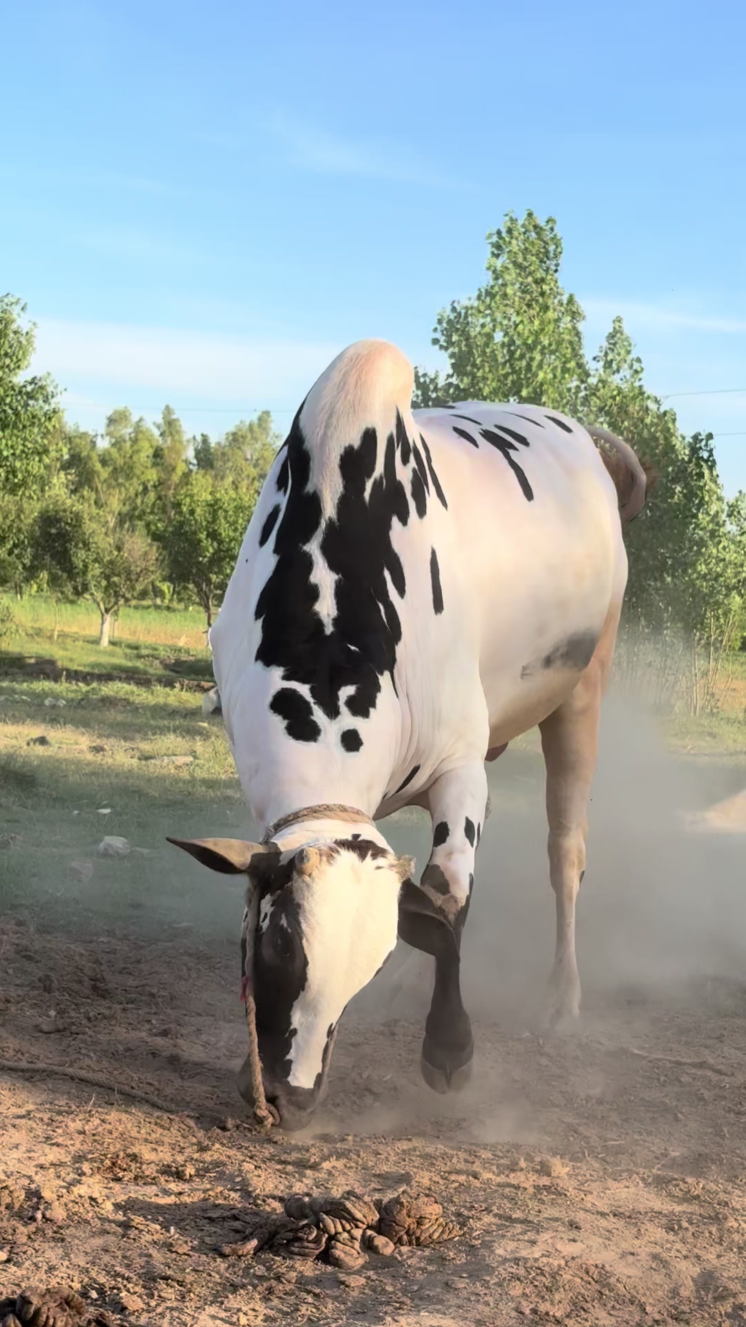 @Gulf Cattle Farm Official