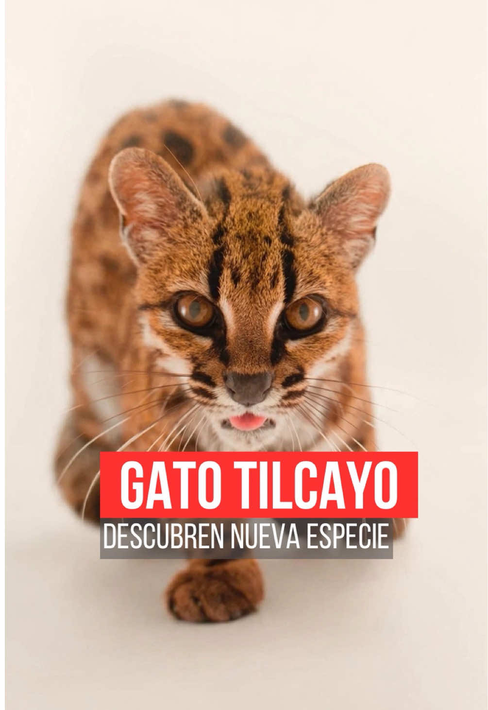 @Así Sucede León Noticias