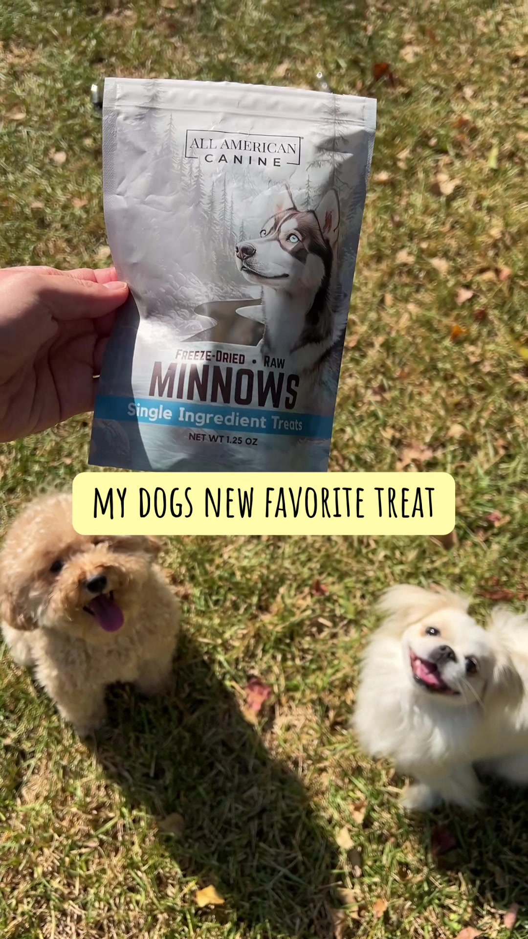@toe beans inc!🐾