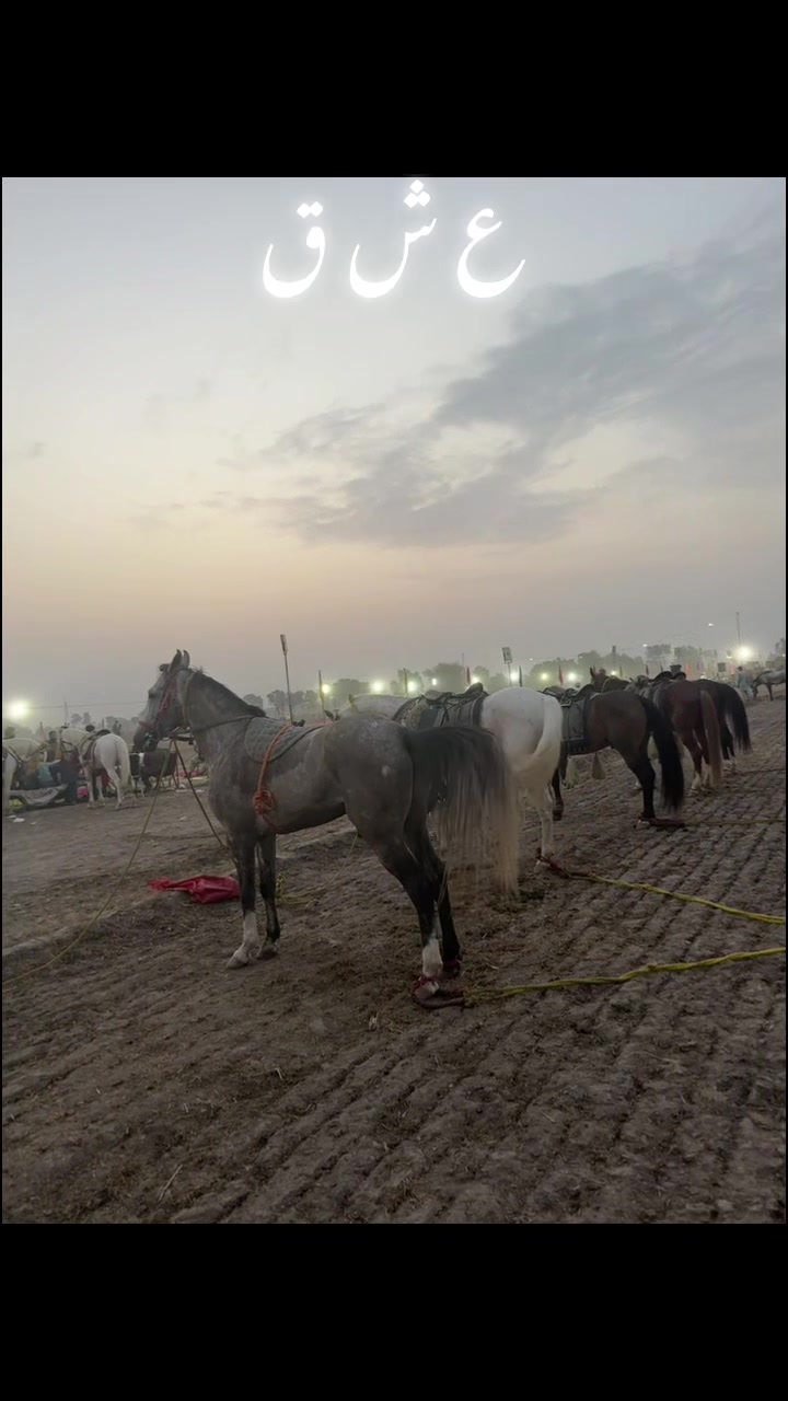 @UB TENTPEGGING CLUB PK