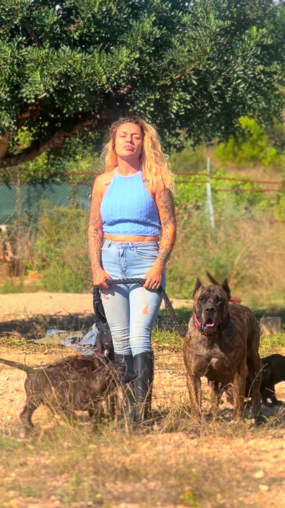 @Presacanario_bulldogfrances