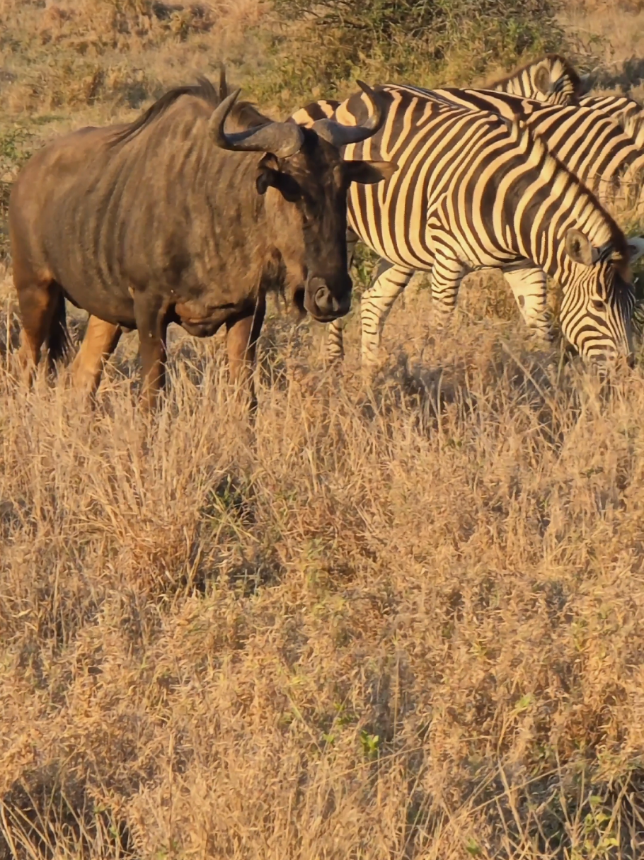 @KPS Safaris and Tours
