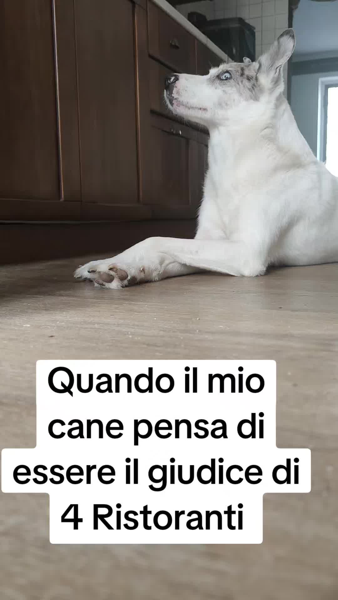 @ho.adottato.un.canesordo