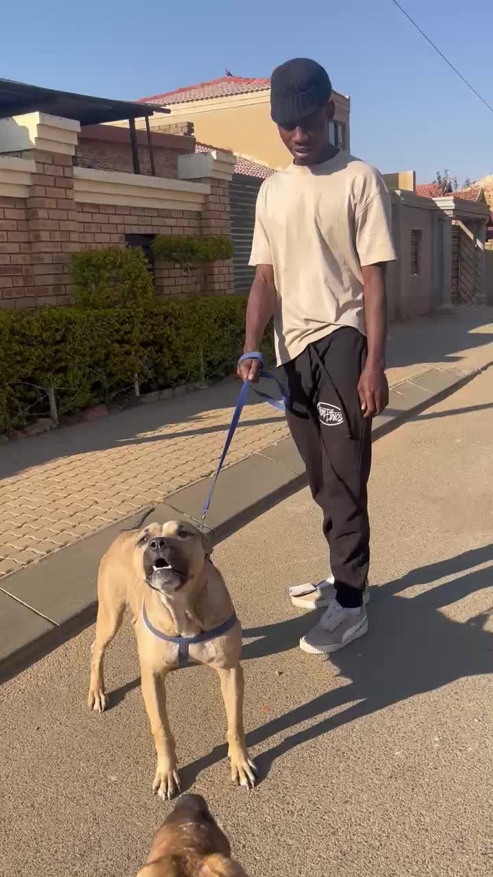 @game dogs apbt