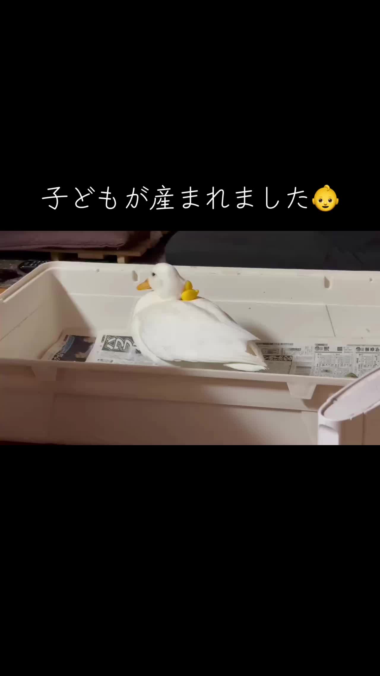 @モッチャン