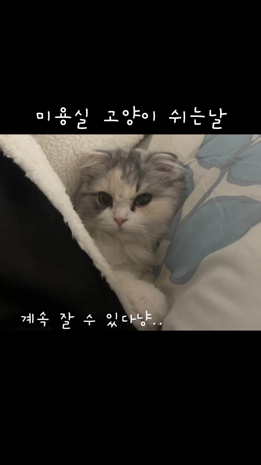 @미용실 고양이 뽀