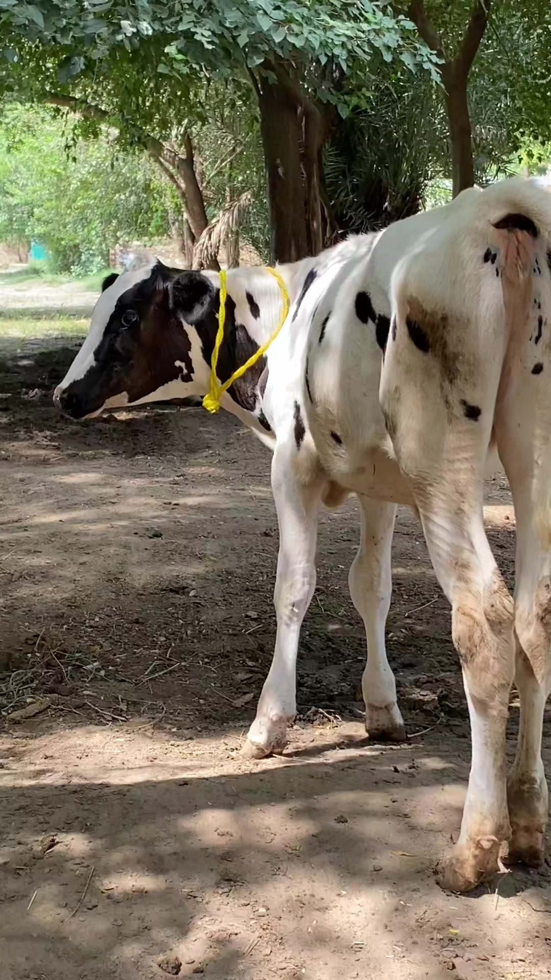 @Usmandairyfarmlayyah