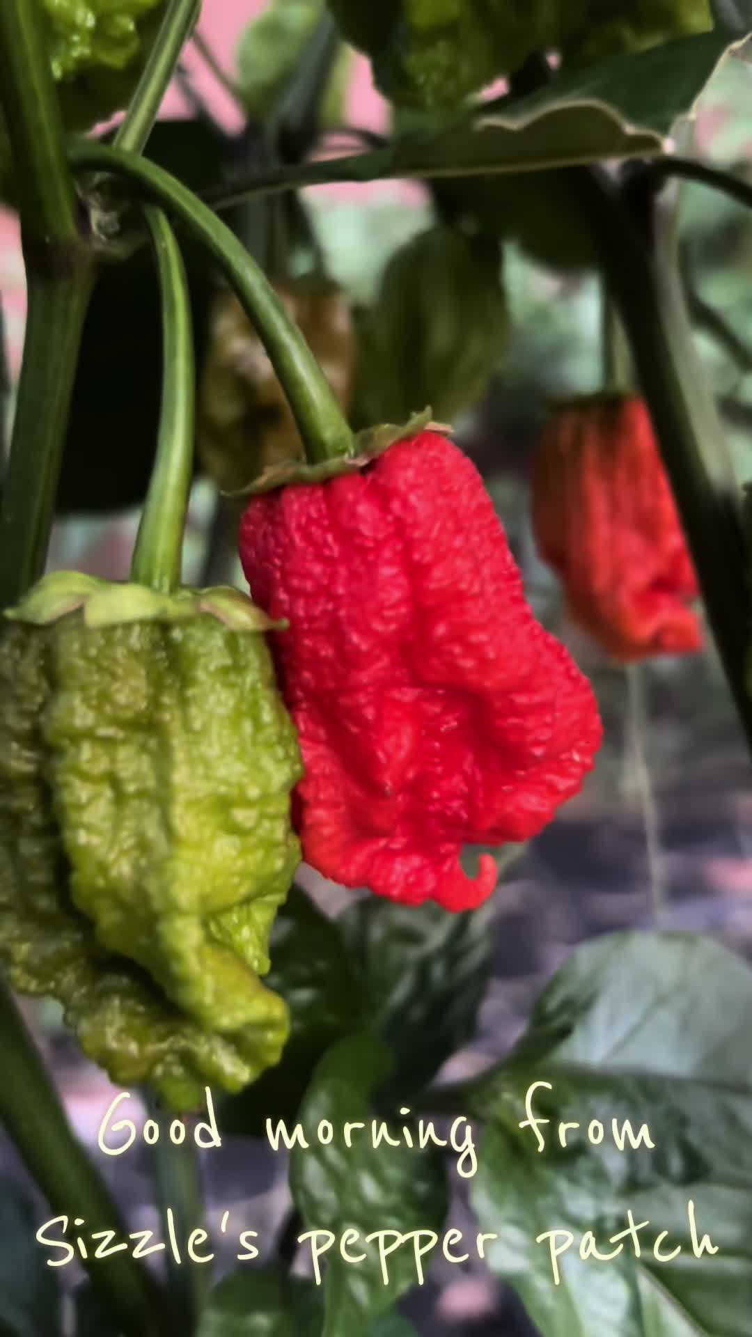 @Jdeaththepepperguy 🌶️AGX🌶️🌱