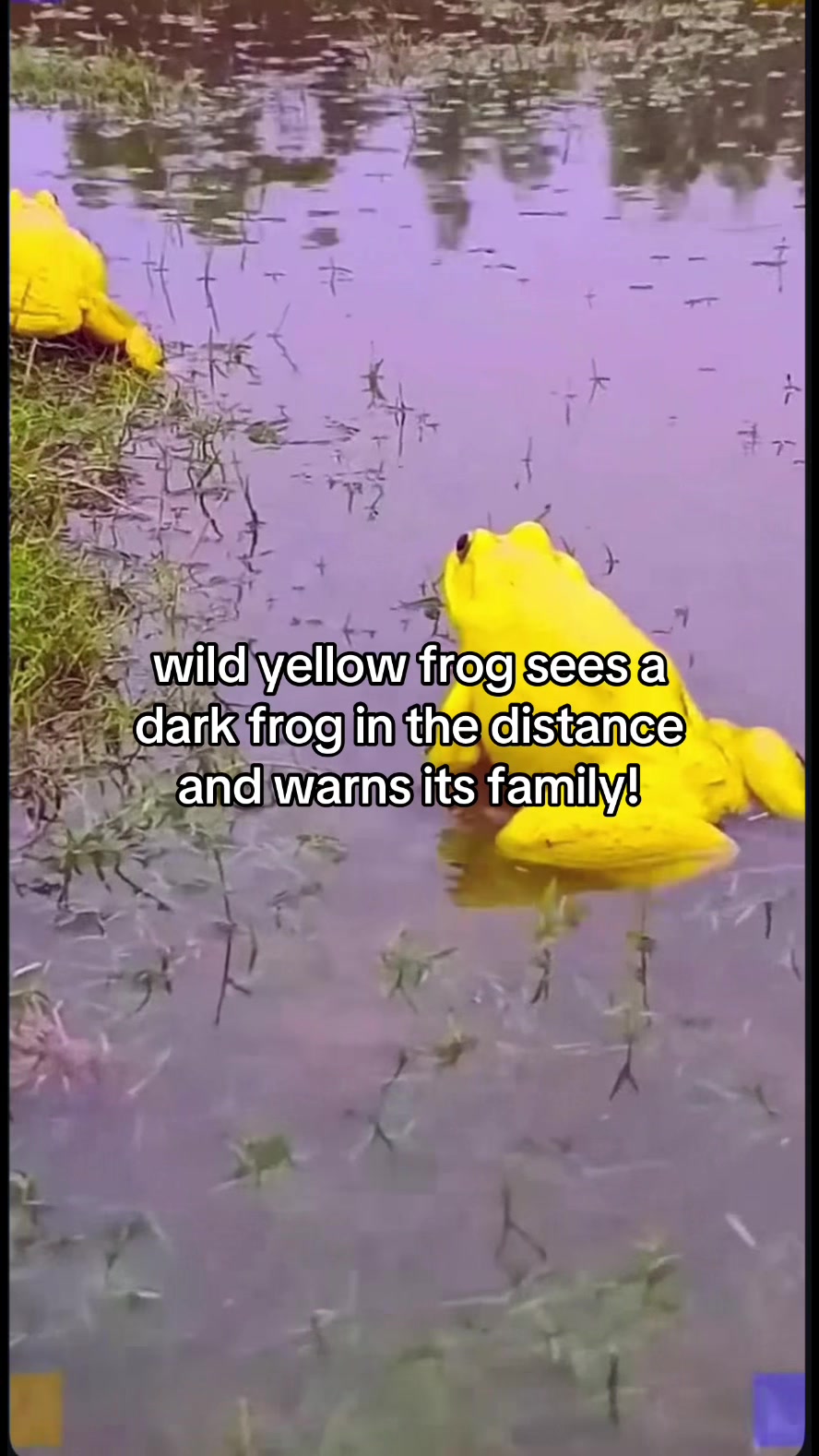 @jf00z