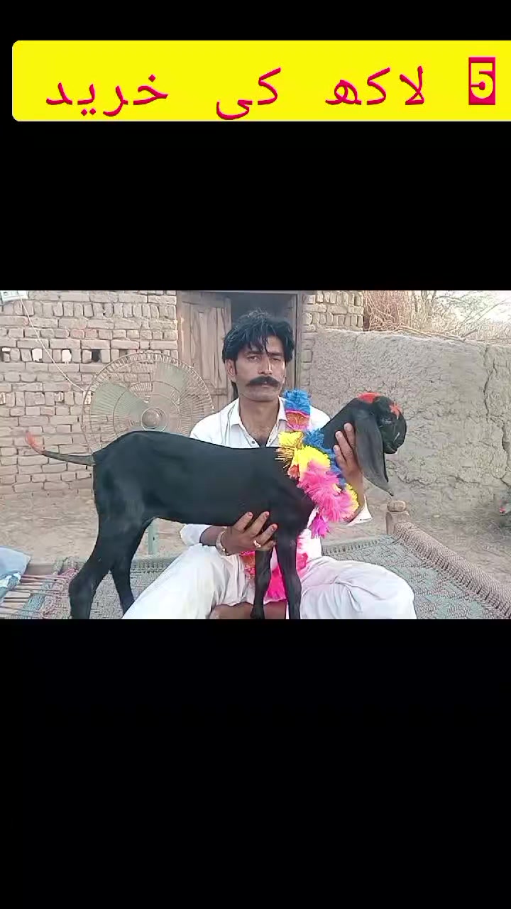 @salmanbrand33