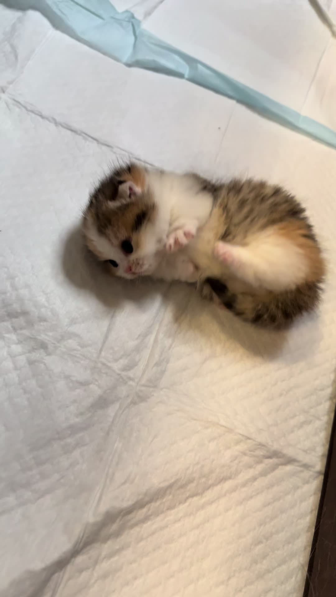 @tinyfoldmunchkin