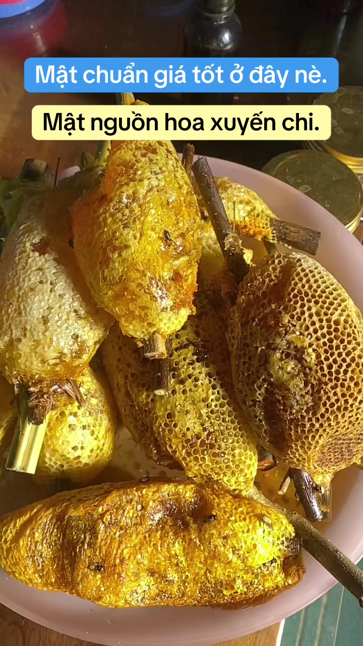 @Mật rừng THÀNH ĐẠT