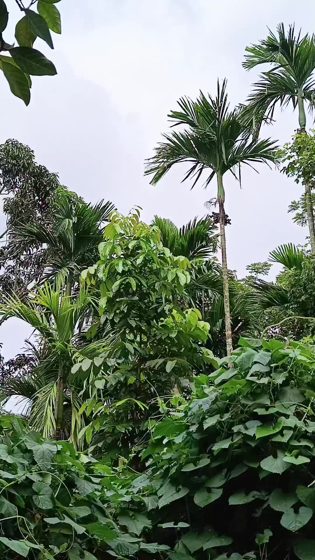 @🥰🥰🥰আমি মায়াবী রাজকুমারী 🥰