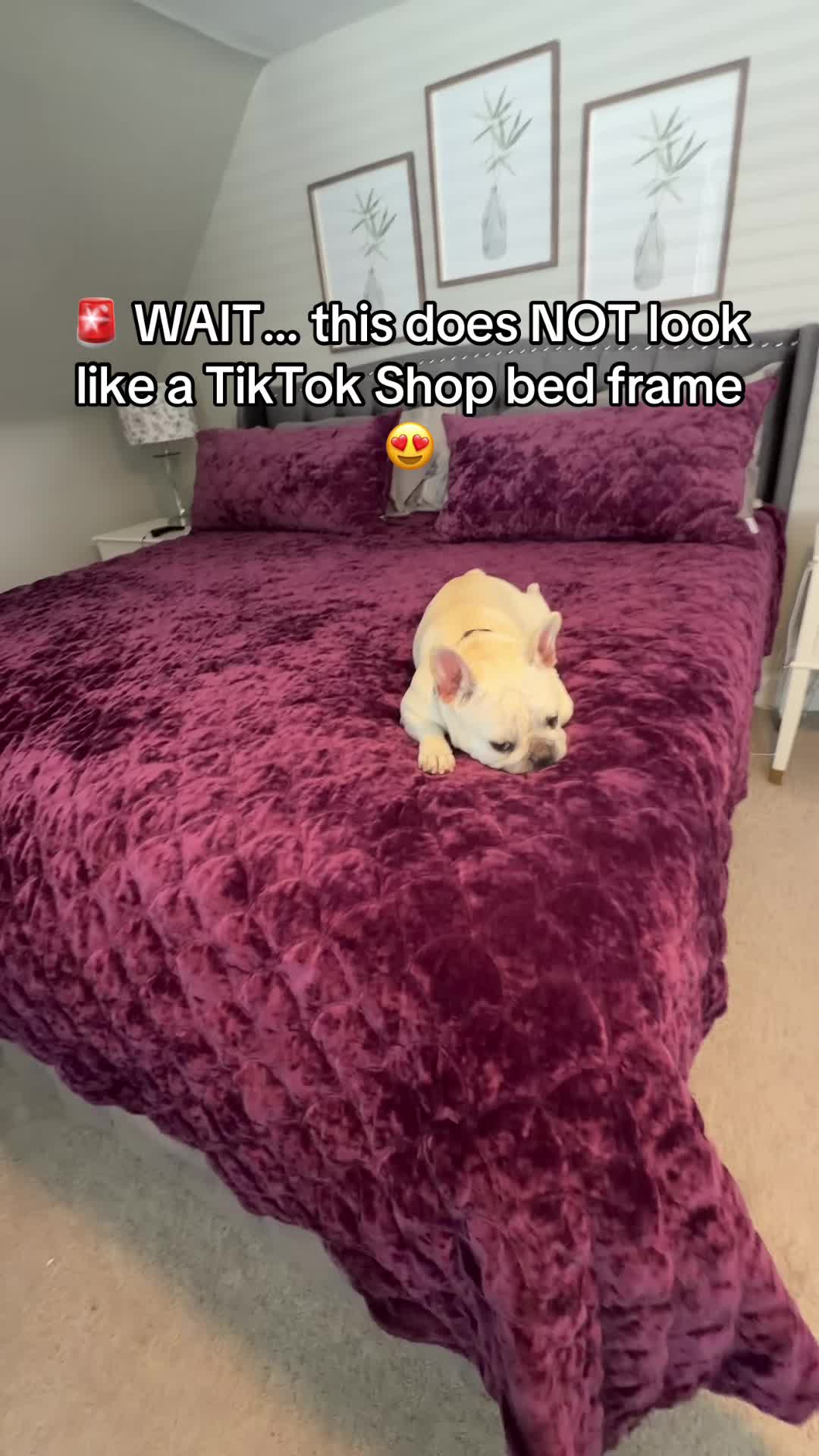 @Bagel the OG Frenchie